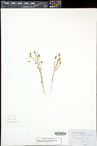 Polygala nuttallii image