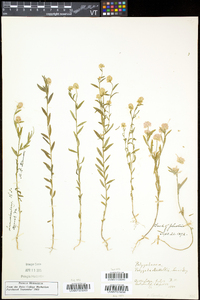 Polygala nuttallii image