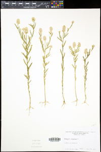 Polygala sanguinea image