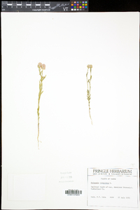 Polygala sanguinea image