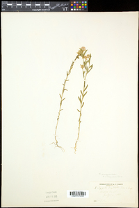 Polygala sanguinea image