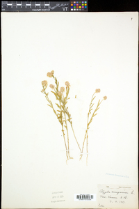 Polygala sanguinea image