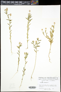 Polygala sanguinea image