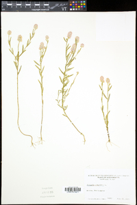 Polygala sanguinea image