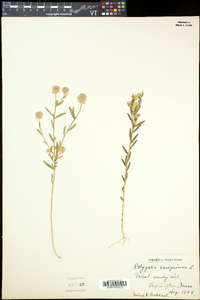 Polygala sanguinea image