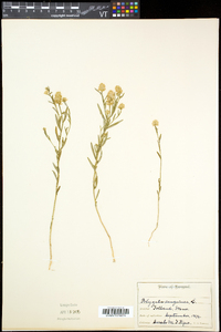 Polygala sanguinea image