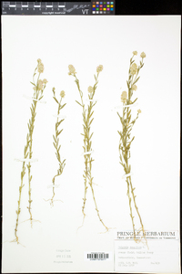 Polygala sanguinea image