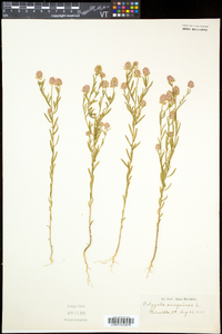 Polygala sanguinea image