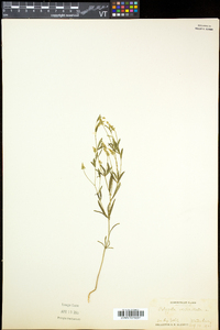 Polygala verticillata image