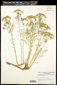 Euphorbia cyparissias image