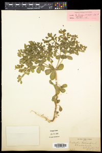 Euphorbia helioscopia image