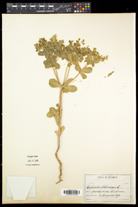 Euphorbia helioscopia image