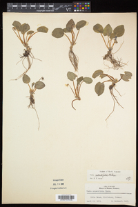 Viola rotundifolia image