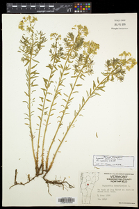 Image of Euphorbia pseudoesula
