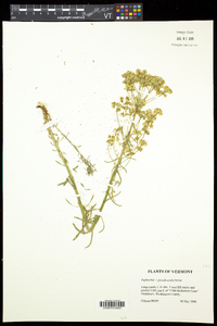Euphorbia pseudoesula image