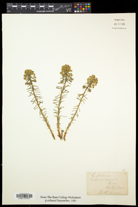 Euphorbia cyparissias image