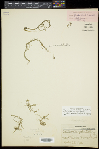 Callitriche palustris image