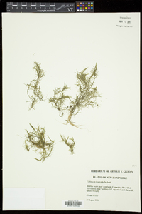 Callitriche heterophylla image