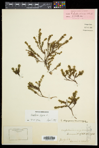 Empetrum nigrum image