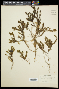 Empetrum nigrum image