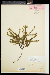 Empetrum nigrum image