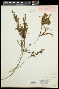 Empetrum nigrum image