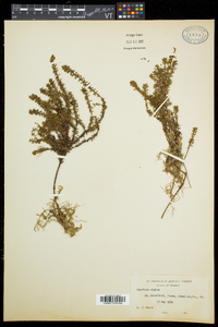 Empetrum nigrum image