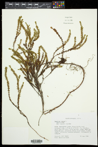 Empetrum nigrum image