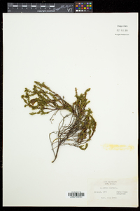 Empetrum nigrum image