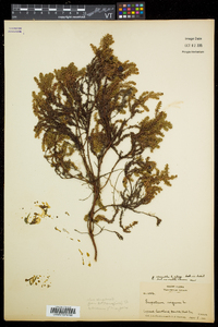 Empetrum nigrum image