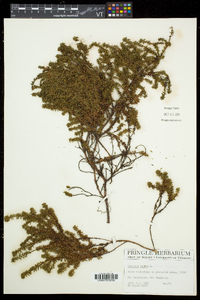 Empetrum nigrum image