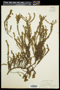 Empetrum nigrum image