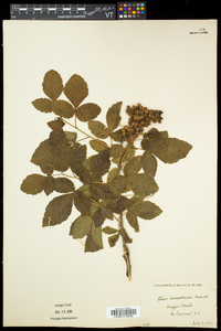 Rhus aromatica var. aromatica image