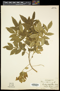 Rhus copallinum var. latifolia image