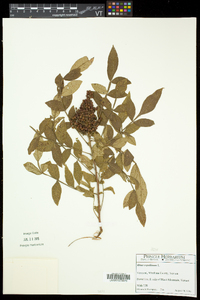 Rhus copallinum var. latifolia image