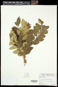 Rhus copallinum var. latifolia image