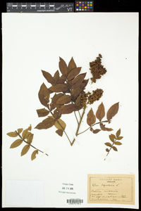 Rhus copallinum var. latifolia image