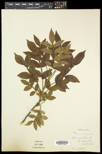 Rhus copallinum var. latifolia image