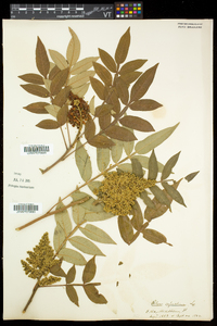 Rhus copallinum var. latifolia image