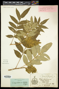 Rhus copallinum var. latifolia image