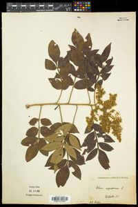 Rhus copallinum var. latifolia image