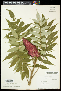 Rhus typhina image