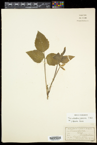 Toxicodendron rydbergii image