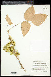 Toxicodendron radicans subsp. radicans image