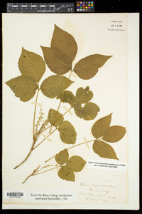 Toxicodendron pubescens image