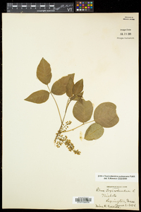 Toxicodendron pubescens image