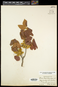 Toxicodendron pubescens image