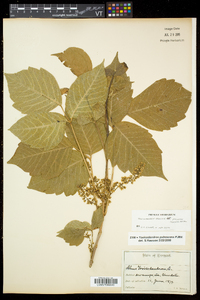 Toxicodendron radicans subsp. negundo image