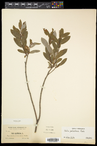 Salix pedicellaris image