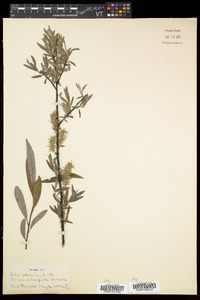 Salix petiolaris image